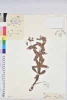 藏品(狠毒)的圖片