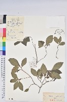 藏品(迎紅杜鵑)的圖片