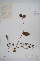 藏品(漆樹)的圖片