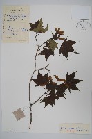 藏品(元寶楓, 地錦槭)的圖片