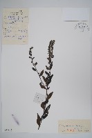 藏品(紫草)的圖片