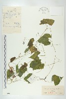 藏品(裂瓜)的圖片