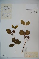 藏品(暖條莢迷)的圖片