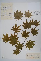 藏品(偽巴槭)的圖片