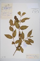 藏品(長白忍冬)的圖片