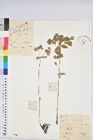 藏品(林大戟)的圖片