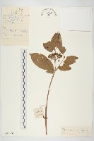 藏品(朝鮮山茱萸)的圖片