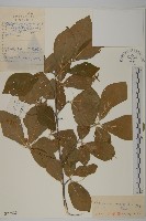 藏品(黃瓢子)的圖片