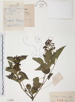 藏品(灰色木藍)的圖片