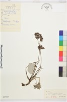 藏品(朝鮮白頭翁)的圖片