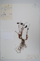 藏品(鮮黃連)的圖片