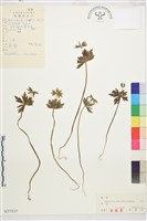 藏品(菟葵)的圖片