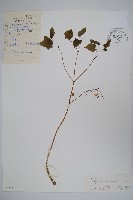 藏品(謠羊藿)的圖片