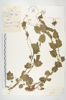 藏品(翼柄碎米薺)的圖片