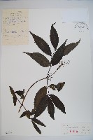 藏品(東北接骨木)的圖片