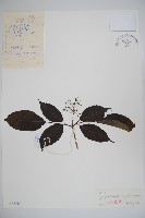 藏品(毛接骨木)的圖片