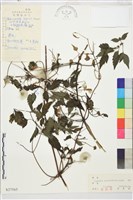 藏品(齒葉鐵線蓮)的圖片