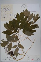 藏品(紅毛七)的圖片