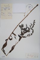 藏品(紫草)的圖片