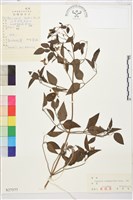 藏品(東北鐵線蓮)的圖片