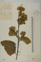 藏品(牛蒡)的圖片