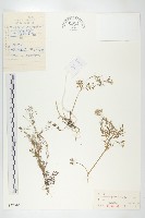 藏品(小花碎米薺)的圖片