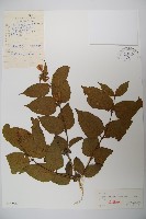 藏品(波葉忍冬)的圖片