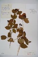 藏品(暖條莢迷)的圖片