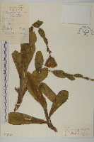 藏品(貓兒菊)的圖片