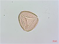 藏品(荇菜)的圖片