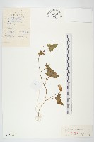 藏品(打碗花)的圖片