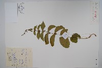 藏品(變色白前)的圖片