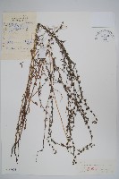 藏品(鶴蝨)的圖片