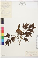 藏品(芍藥)的圖片