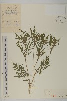 藏品(豬草、瘤果菊)的圖片
