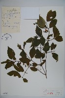 藏品(金花忍冬)的圖片