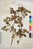 藏品(展枝唐松草)的圖片