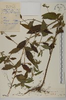 藏品(杓兒菜)的圖片