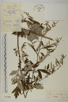 藏品(林艾蒿)的圖片