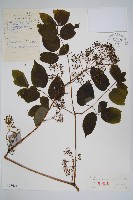 藏品(東北土當歸)的圖片