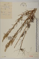 藏品(小艾)的圖片