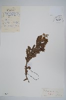 藏品(砂引草)的圖片