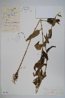 藏品(聚花風鈴草)的圖片