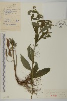 藏品(山白蘭)的圖片