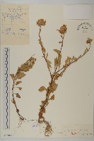 藏品(翠菊)的圖片