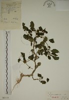 藏品(燈籠草)的圖片