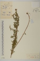 藏品(毛蓬蒿)的圖片