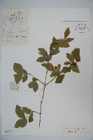 藏品(早花忍冬)的圖片