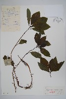 藏品(山茄子)的圖片