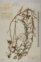 藏品(東北牡蒿)的圖片